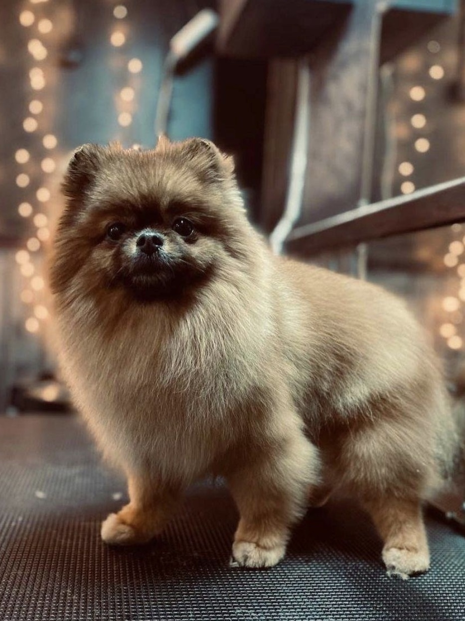 Шпиц после груминга в OldJack